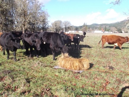 Training Cattle to Follow Part 2: Working With Short Term Cattle