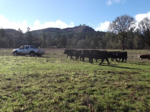 Training Cattle to Follow – Part 1