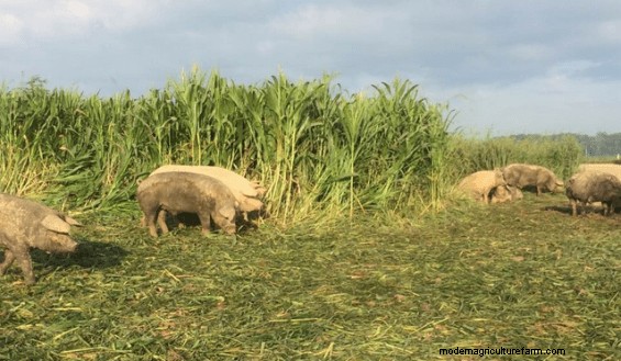 Here’s How Seven Sons Farm Manages Pigs On Pasture