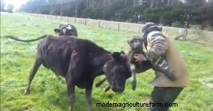 Livestock – More Dangerous Than Mountain Lions, Poisonous Snakes, or Stinging Insects