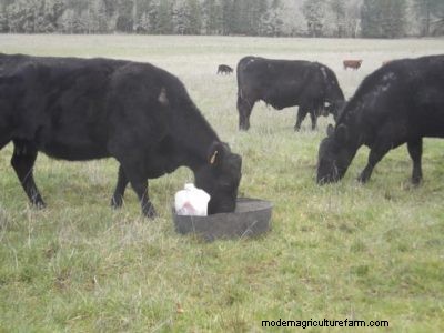 A “Keep-It-Simple” Method for Getting Minerals to Your Herd