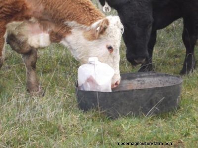 A “Keep-It-Simple” Method for Getting Minerals to Your Herd