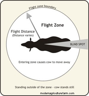 Improve Your Stockmanship by Understanding the Flight Zone