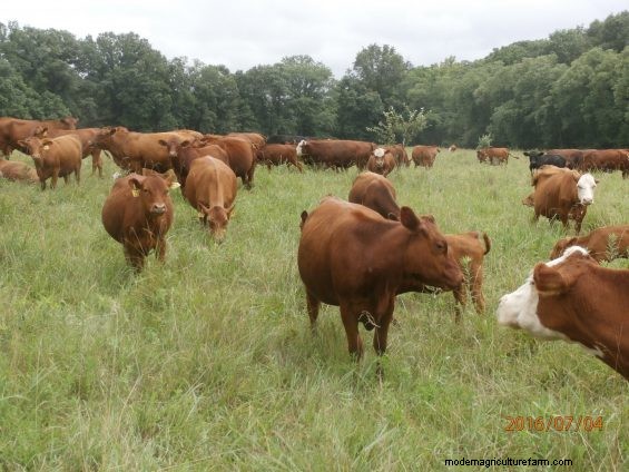 Right-Size Grassfed Cows