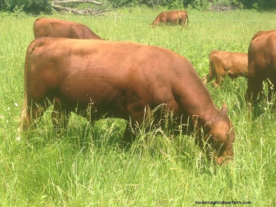Right-Size Grassfed Cows