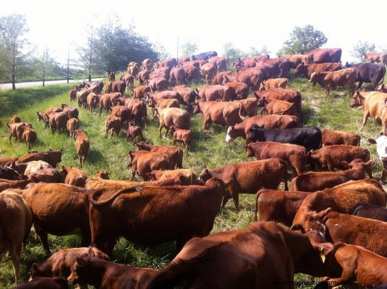 Right-Size Grassfed Cows