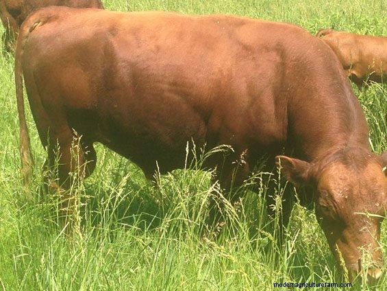 Right-Size Grassfed Cows