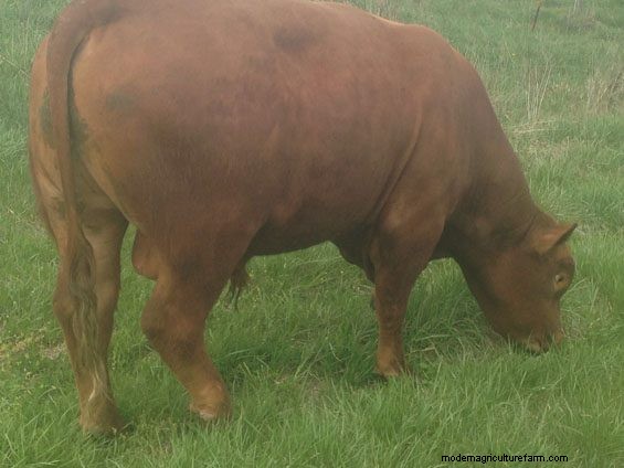 Right-Size Grassfed Cows