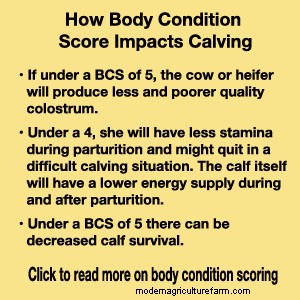 Prepping for Calving Season