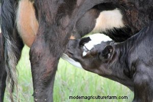 Prepping for Calving Season