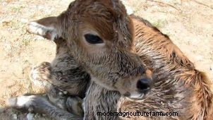 Prepping for Calving Season