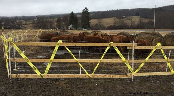 Outsmarting Wild Cattle Part 3