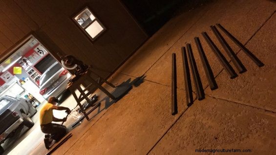 Outsmarting Wild Cattle Part 3