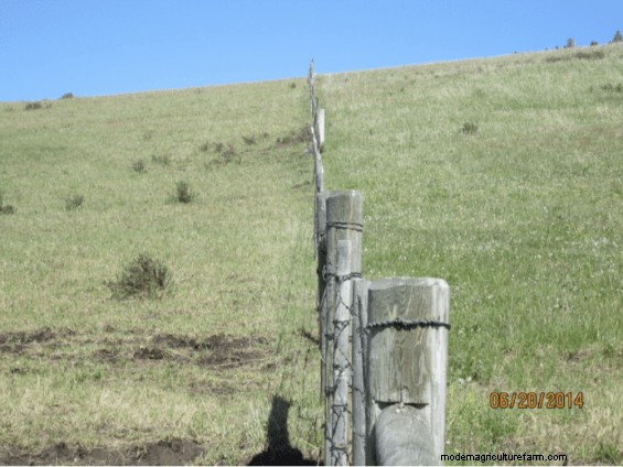 Settling Your Herd – Letting Them Know They’ve “Arrived”