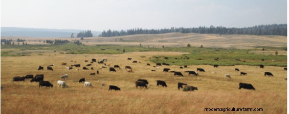 Settling Your Herd – Letting Them Know They’ve “Arrived”