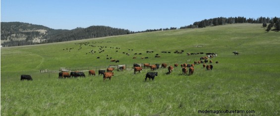 Settling Your Herd – Letting Them Know They’ve “Arrived”