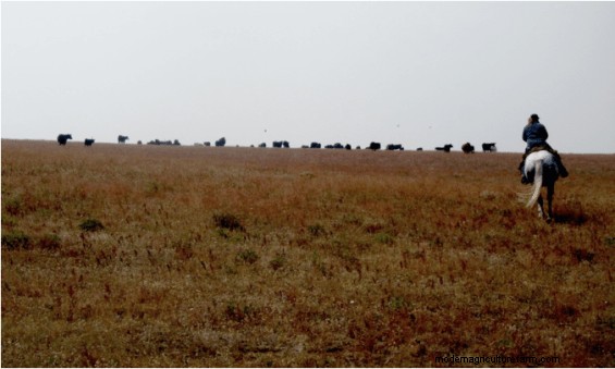 Driving Cows and Calves – How to Make Sure They Stay Together