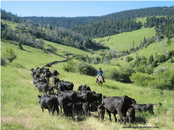 Driving Cows and Calves – How to Make Sure They Stay Together