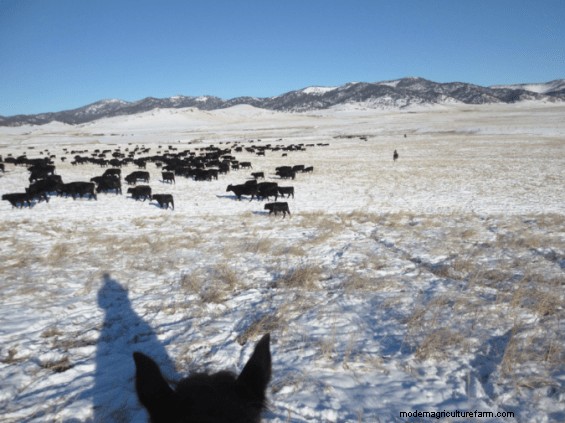 Driving Cows and Calves – How to Make Sure They Stay Together