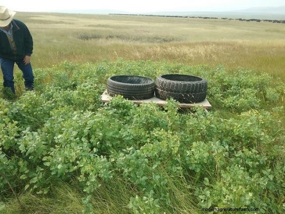 Teaching Cattle To Graze Like Goats