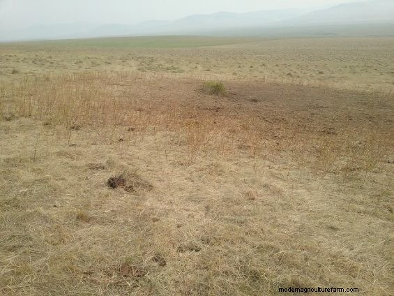 Teaching Cattle To Graze Like Goats