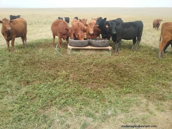 Teaching Cattle To Graze Like Goats