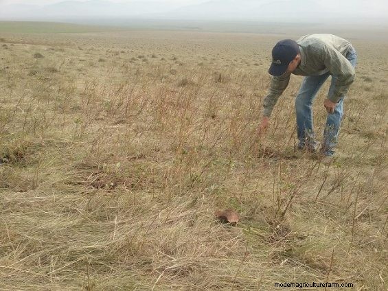 Teaching Cattle To Graze Like Goats
