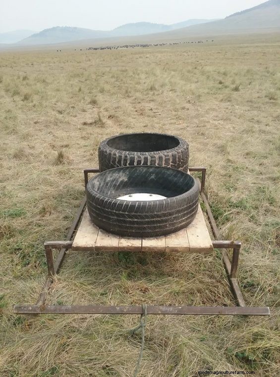 Teaching Cattle To Graze Like Goats