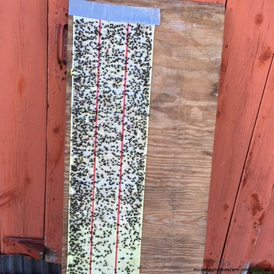 More Ways to Keep Flies Off Your Livestock