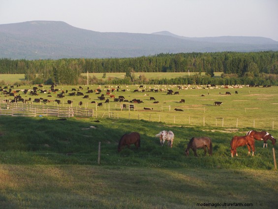 Multi-Species Grazing Part 3 – Grass and Soil Management Principles