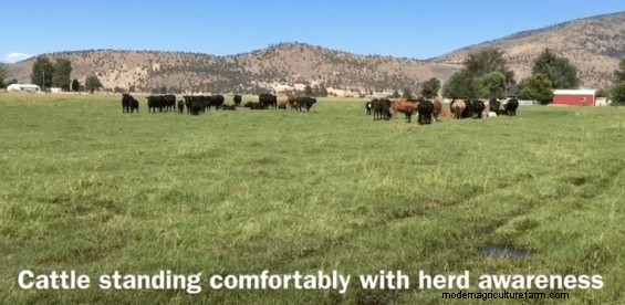 This Predator Awareness Training Can Help Protect Cattle