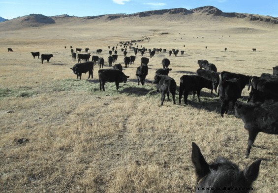 Low-Stress Management Improves Post-Weaning Calf Health