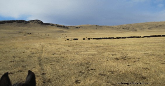 Low-Stress Management Improves Post-Weaning Calf Health