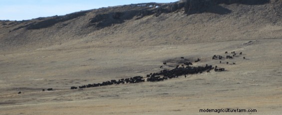 Low-Stress Management Improves Post-Weaning Calf Health