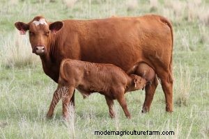 How Important is a Perfect Udder on a Beef Cow?