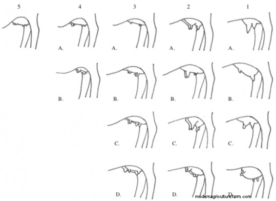 How Important is a Perfect Udder on a Beef Cow?