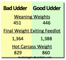 How Important is a Perfect Udder on a Beef Cow?