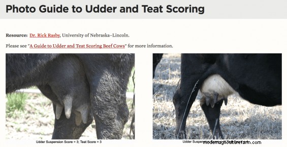 How Important is a Perfect Udder on a Beef Cow?