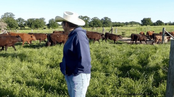 Gathering Cattle – These Techniques Make It Much Easier