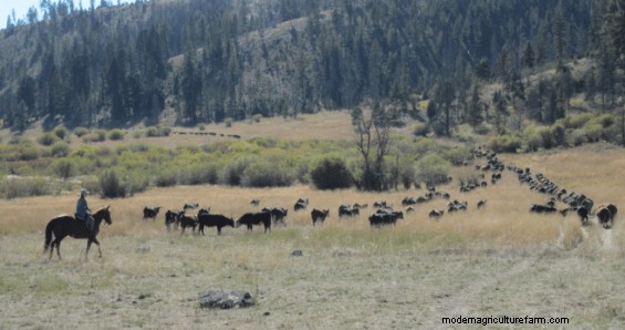 Gathering Cattle – These Techniques Make It Much Easier