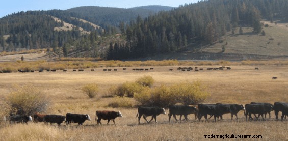 Gathering Cattle – These Techniques Make It Much Easier