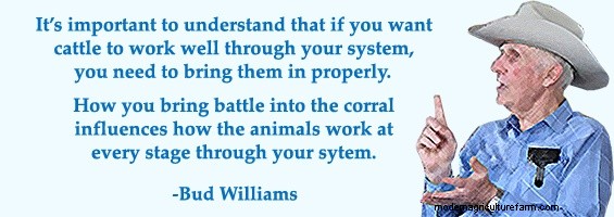 Low-Stress Livestock Handling and Corral Work – Part 1