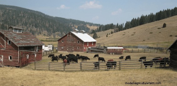 Low-Stress Livestock Handling and Corral Work – Part 1