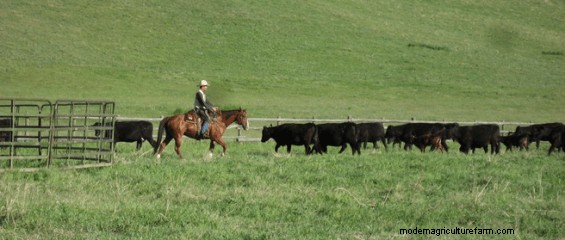 Low-Stress Livestock Handling and Corral Work – Part 1