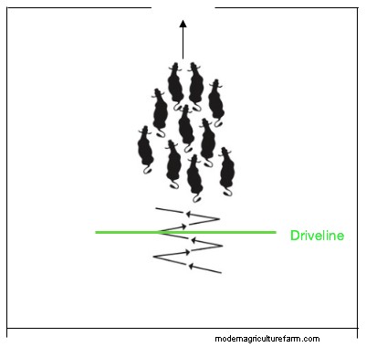 Low-Stress Livestock Handling and Corral Work – Part 1