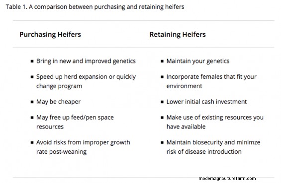 Replacement Heifers – The Ins and Outs of Costs and Managing Them for Success