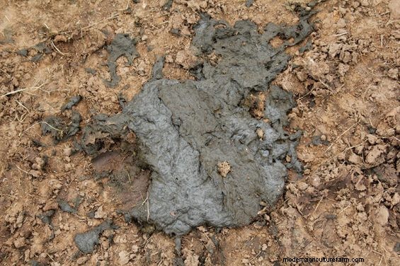 Manure Scoring – What Comes Out Tells You What Went In and What to Change