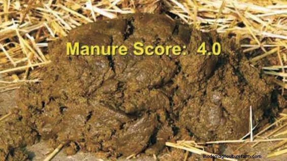 Manure Scoring – What Comes Out Tells You What Went In and What to Change