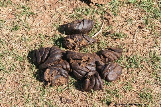 Manure Scoring – What Comes Out Tells You What Went In and What to Change