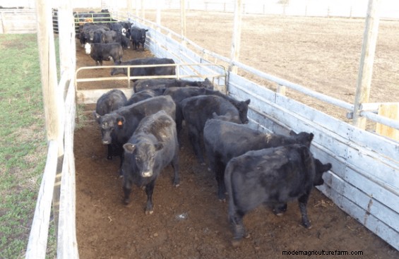 Low-Stress Livestock Handling – Working Cattle in Alleyways